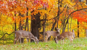動物 Painting - 紅葉の下の鹿